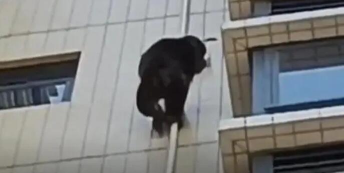 广东有猩猩爬居民楼